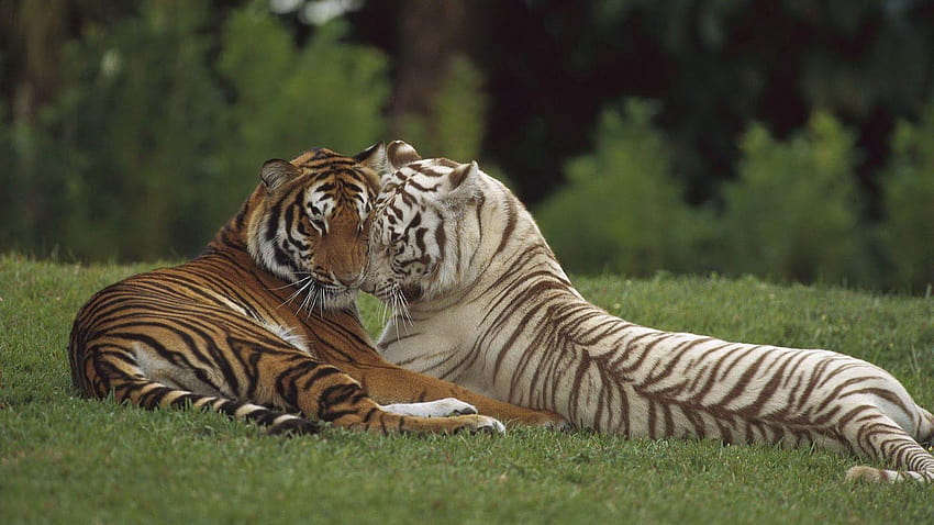 Tigre con dos tigres abrazados 1600x900, acurrucados fondo de pantalla