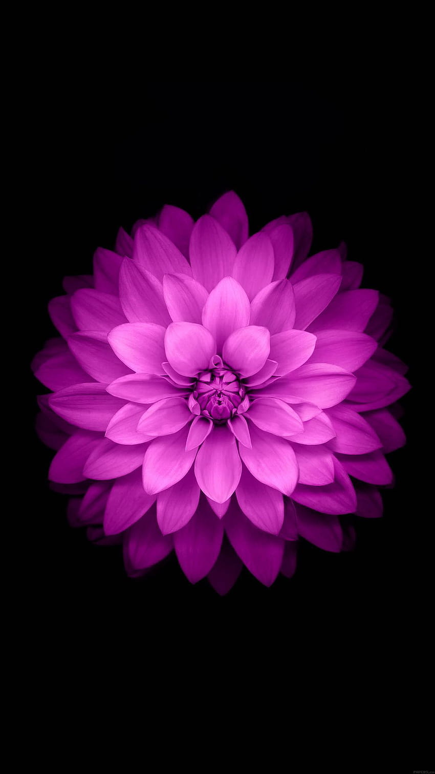 s negros de loto púrpura, flor amoled de alta resolución fondo de pantalla del teléfono