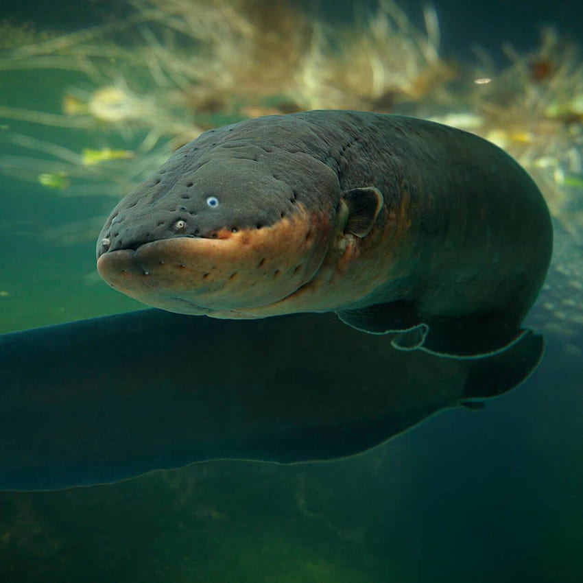 E. voltai: Species Electric Eel Fish can discharge electric shock, electric eels HD phone wallpaper