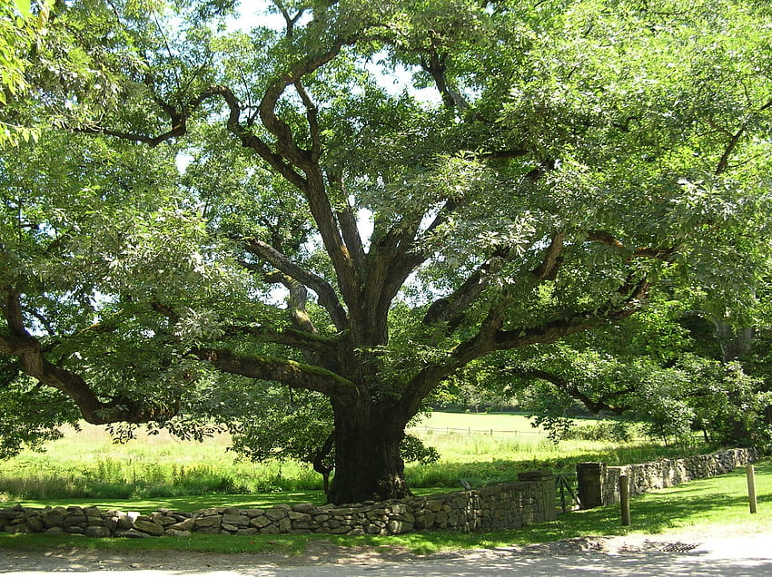 The Bedford Oak, white oak tree HD wallpaper