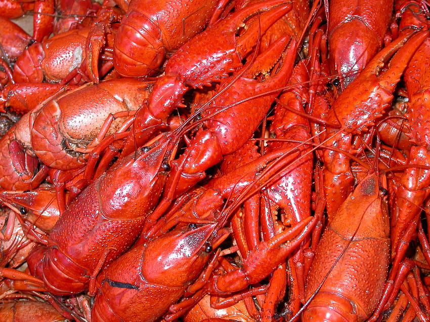 Crawfish stock image Image of wallpaper food seafood  141867837
