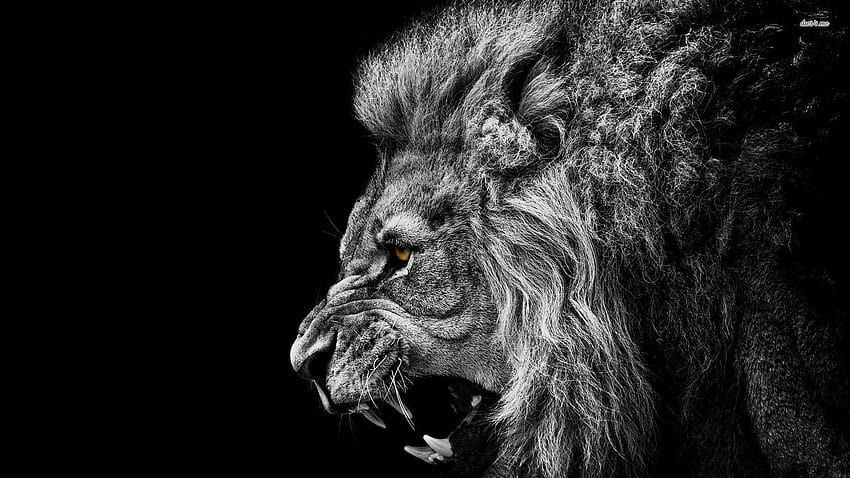 Leão que ruge, leão vermelho e preto papel de parede HD