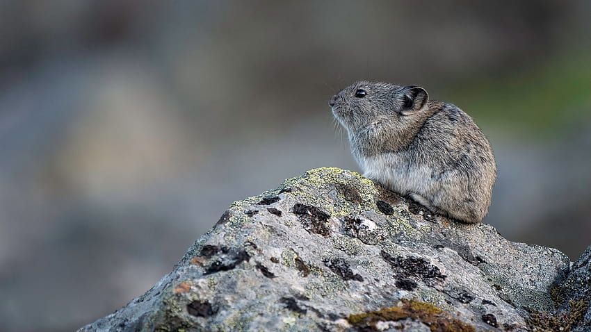 look, grey, background, stone, profile, animal, sitting, rodent, pika, section animals in resolution 1920x1080 HD wallpaper