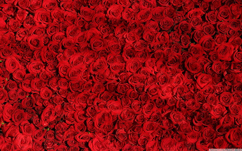 Love Red Roses Backgrounds ❤ untuk latar belakang Ultra Wallpaper HD