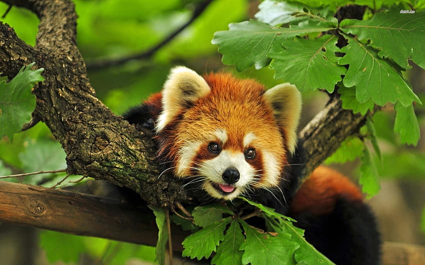 Beautiful Disney search results, red panda patterns HD wallpaper