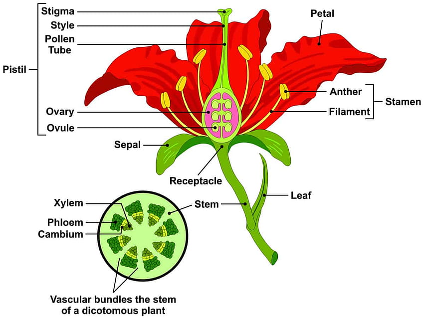 DIAGRAM] Apple Flower Diagram FULL Version Quality Flower Diagram HD