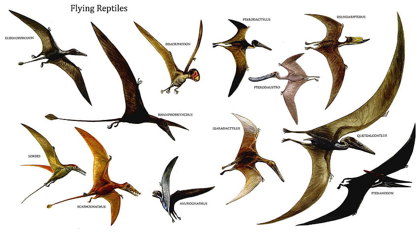 Flying Dinosaurs Group with 6 items, pterodactyl HD wallpaper