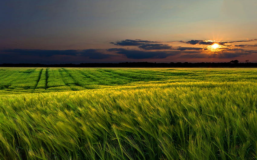 Windy Wheat Field & Sunset HD wallpaper