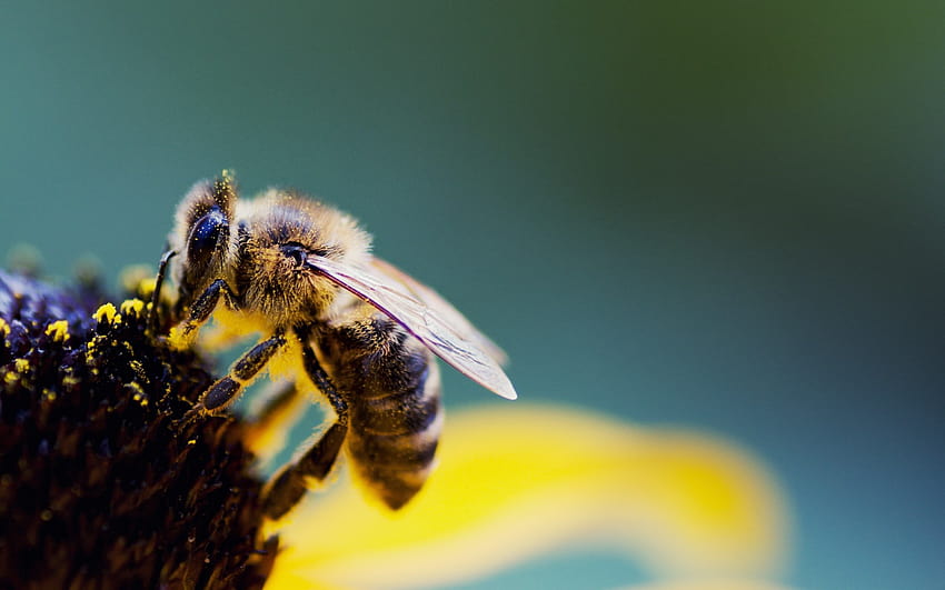 Cute Bee, honeybee HD wallpaper