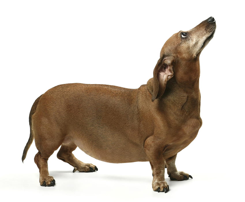 Fetter Hund PNG Transparent Fetter Hund .PNG ., fette Hunde HD-Hintergrundbild