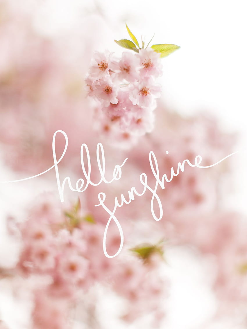 Hello Sunshine! A Cherry Blossom HD phone wallpaper