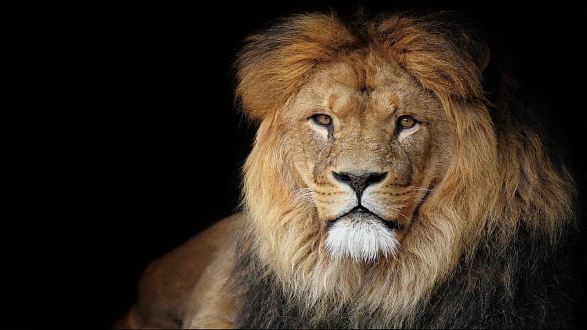 Beautiful African Lion ed, lion attitude HD wallpaper