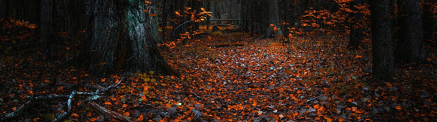 5120x1440 Herbst HD-Hintergrundbild