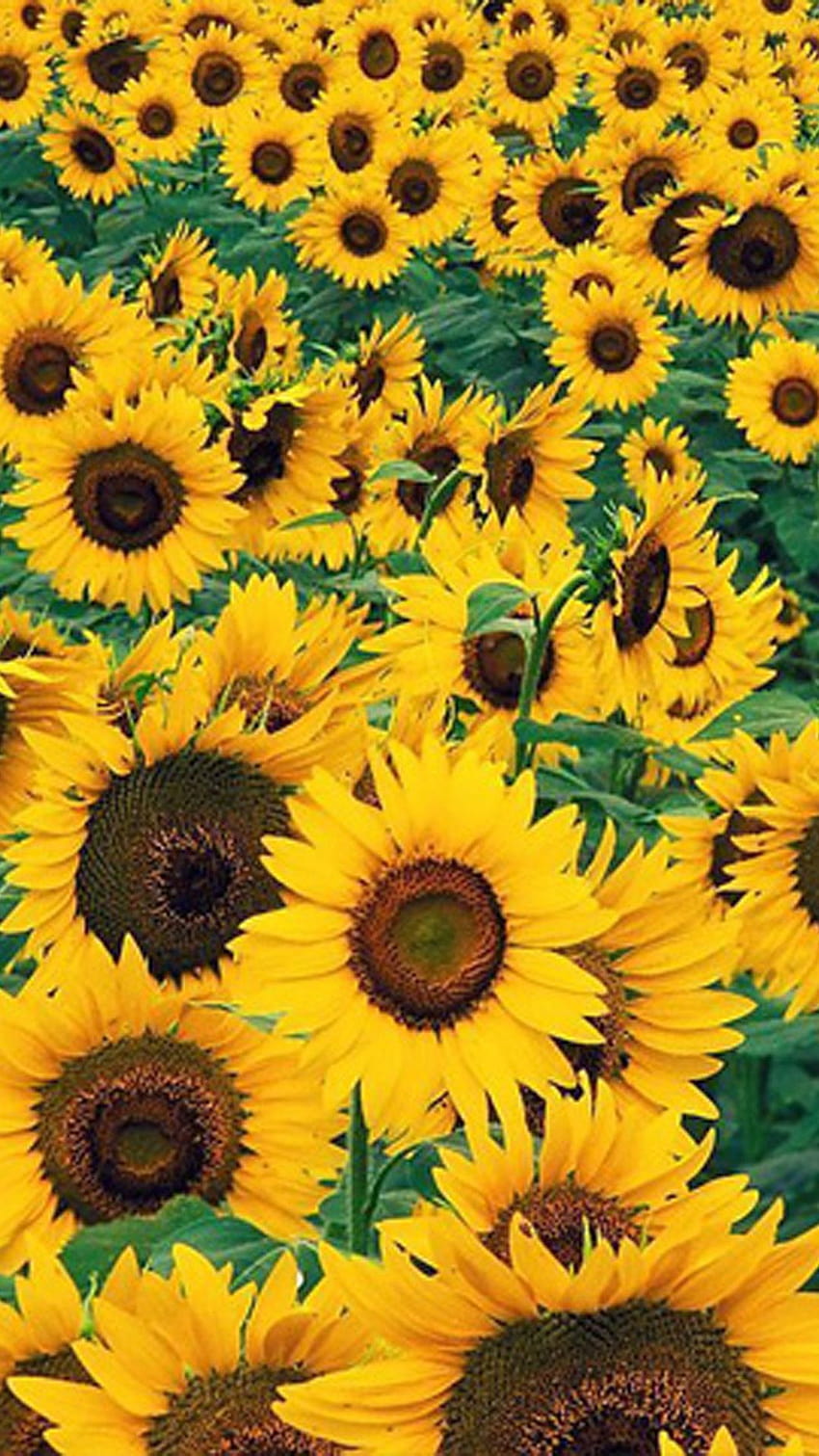 İphone Sunflower, common sunflower HD phone wallpaper