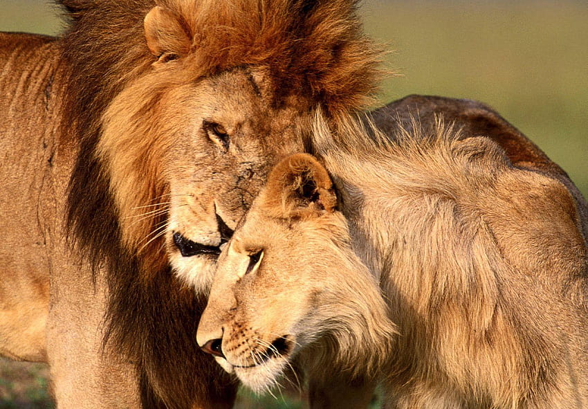Animal Love Samiec i samica para lwów Kochający, zakochane zwierzęta Tapeta HD