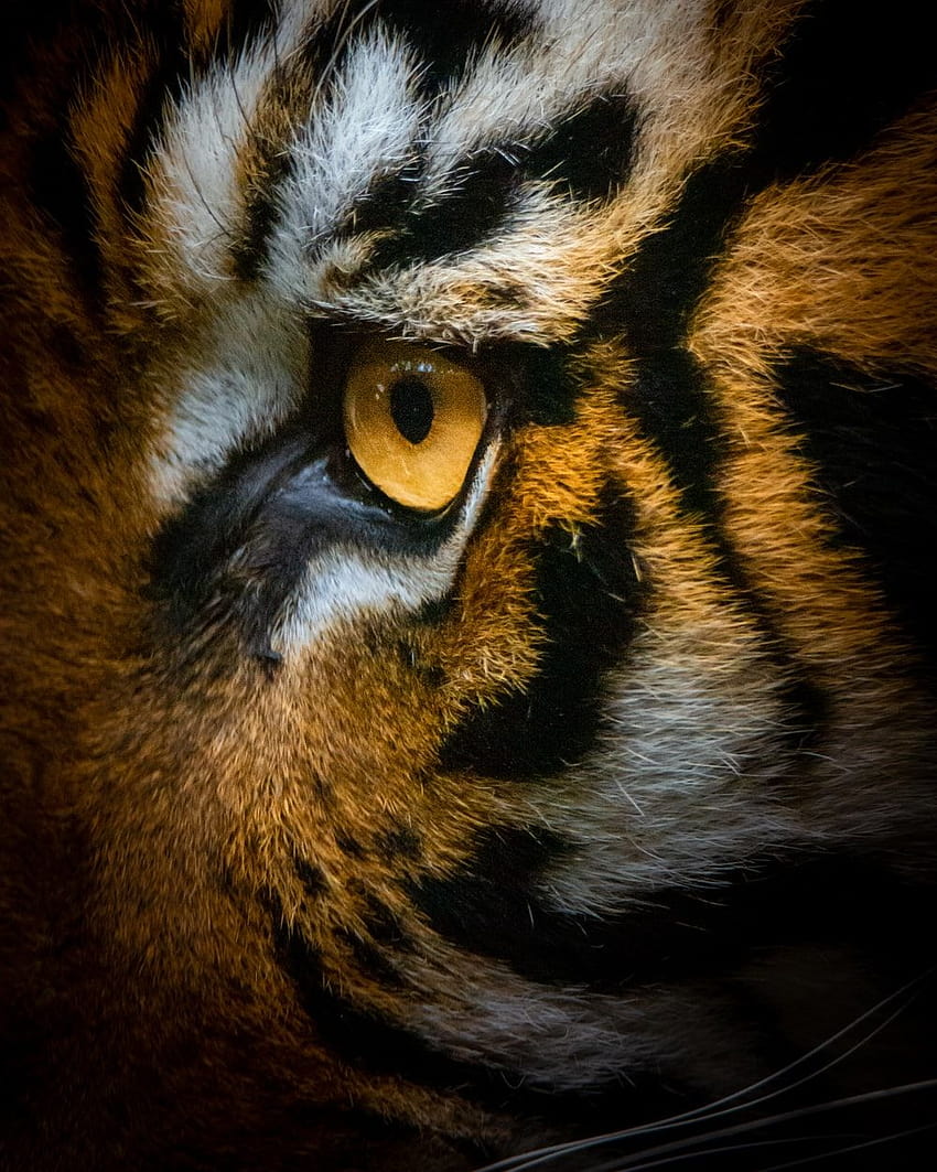 tiger face close up HD phone wallpaper