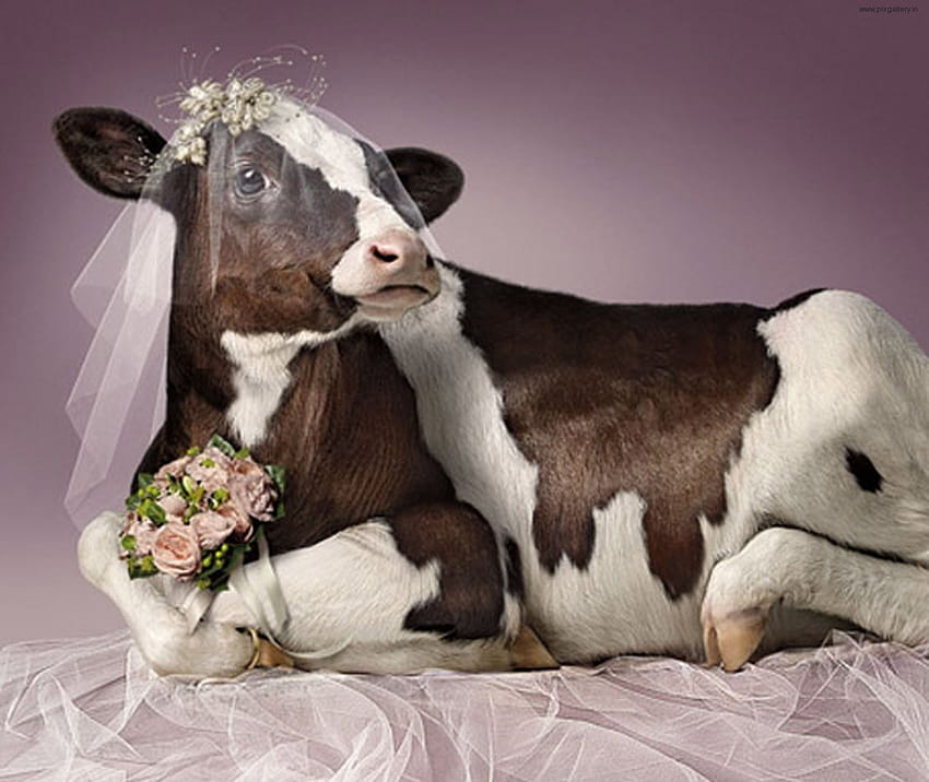 7 Cute Cow, fat cow HD wallpaper