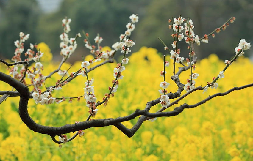 flowers, tree, bokeh, plum, field of gold, plum blossoms , section природа HD wallpaper