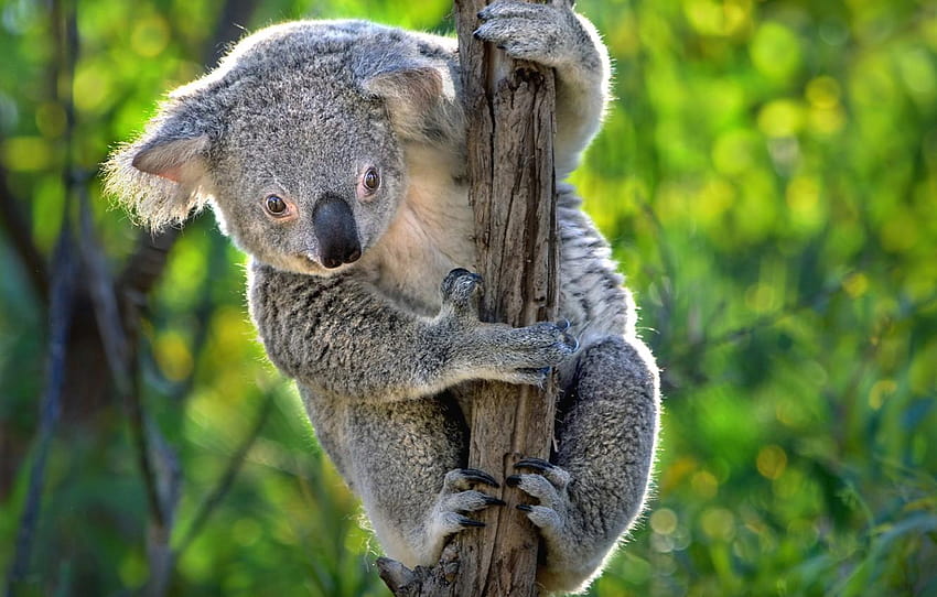 Australia, Koala, marsupials , section, australian koala bear HD wallpaper