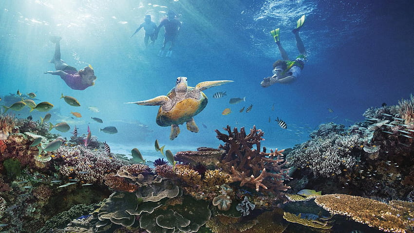 Great Barrier Reef , Earth, HQ Great Barrier Reef, the great barrier reef  HD wallpaper | Pxfuel