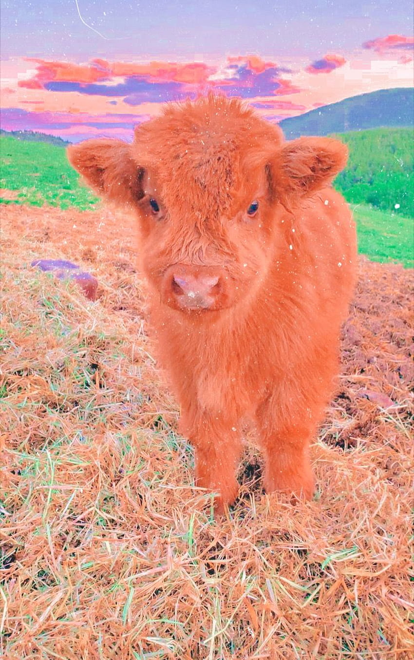 Flauschige Kühe, gepostet von Sarah Anderson HD-Handy-Hintergrundbild