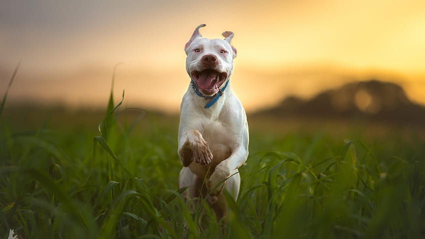 : pitbull, köpek, koşmak, bulanık, doğurmak, köpek, bir hayvan, evcil, sevimli pitbull HD duvar kağıdı