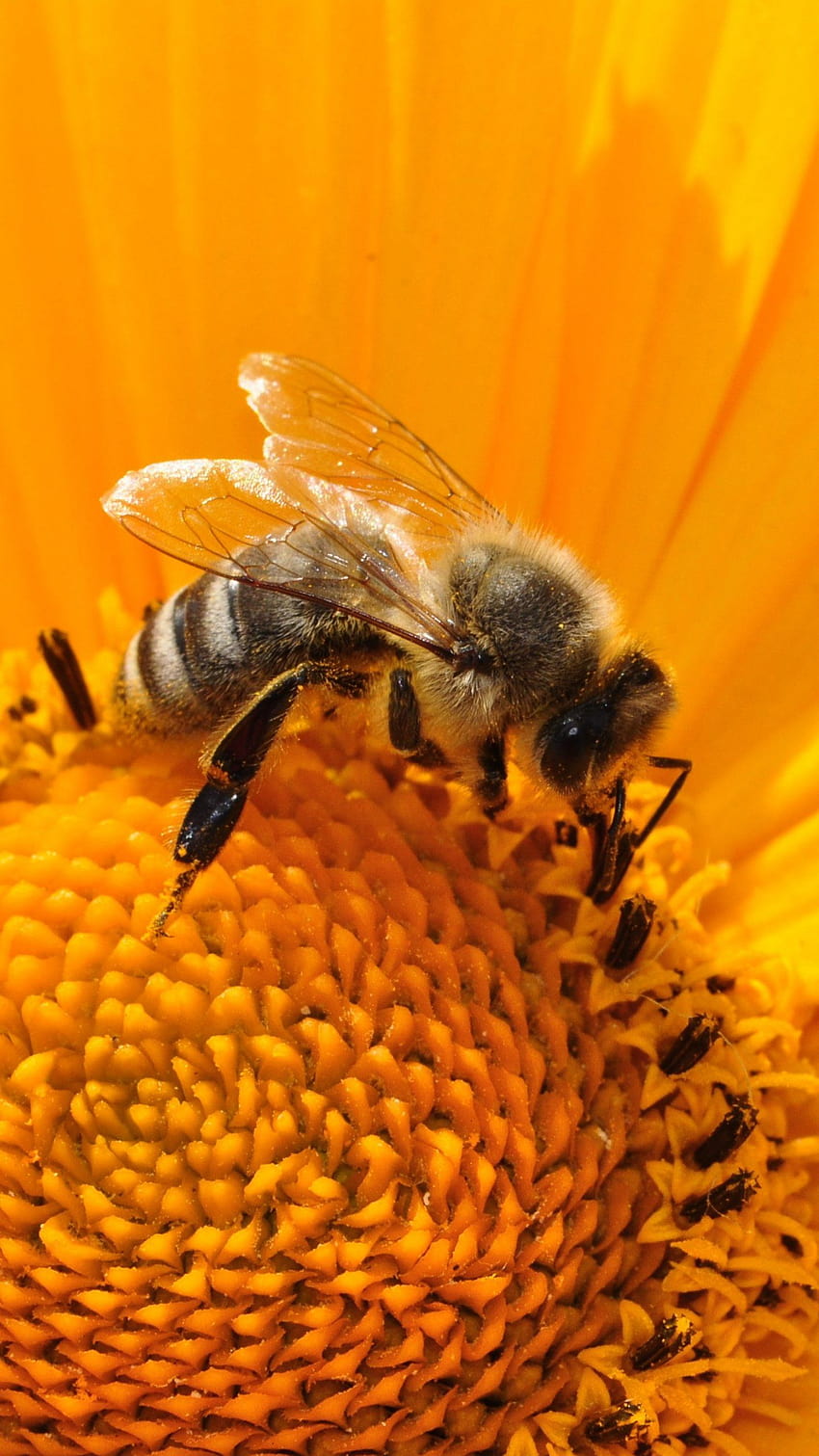 Bee on Sunflower, honey bee phone HD phone wallpaper