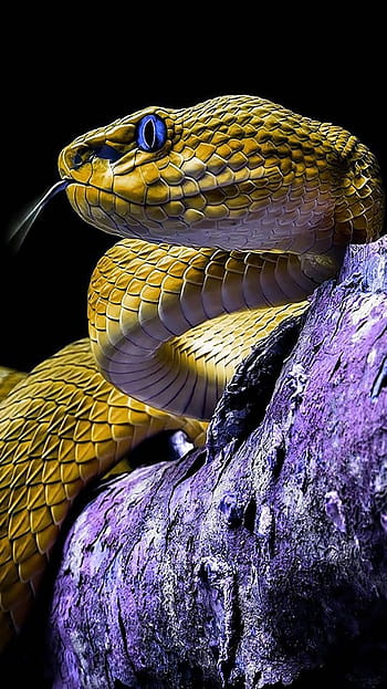 Page 3 | cute snake HD wallpapers | Pxfuel