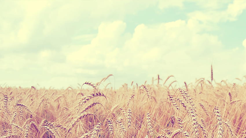 Soft Wheat Field FullWpp Full [1920x1080] for your , Mobile & Tablet HD wallpaper