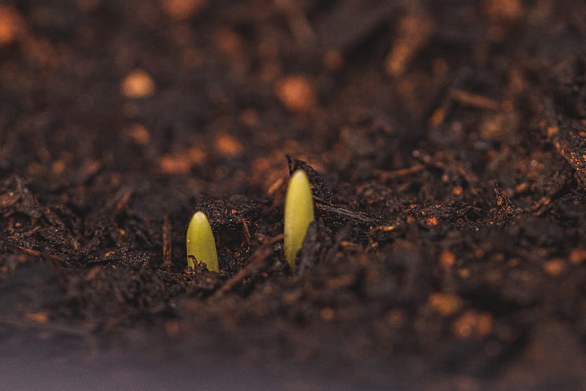 Tiny sprouts growing from wet soil · Stock, sprout and soil HD wallpaper