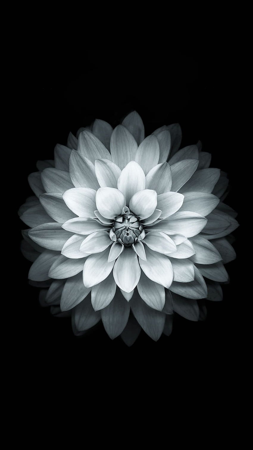 Black White Apple Lotus Flower Android, hochauflösende Amoled-Blume HD-Handy-Hintergrundbild