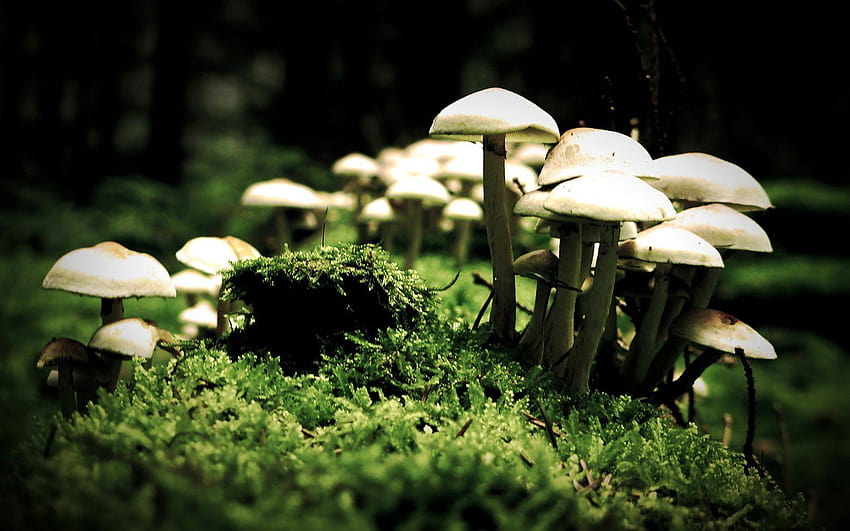 마법, 버섯, 멋진 자연, 놀라운 풍경, 식물, 마법의 버섯 HD 월페이퍼