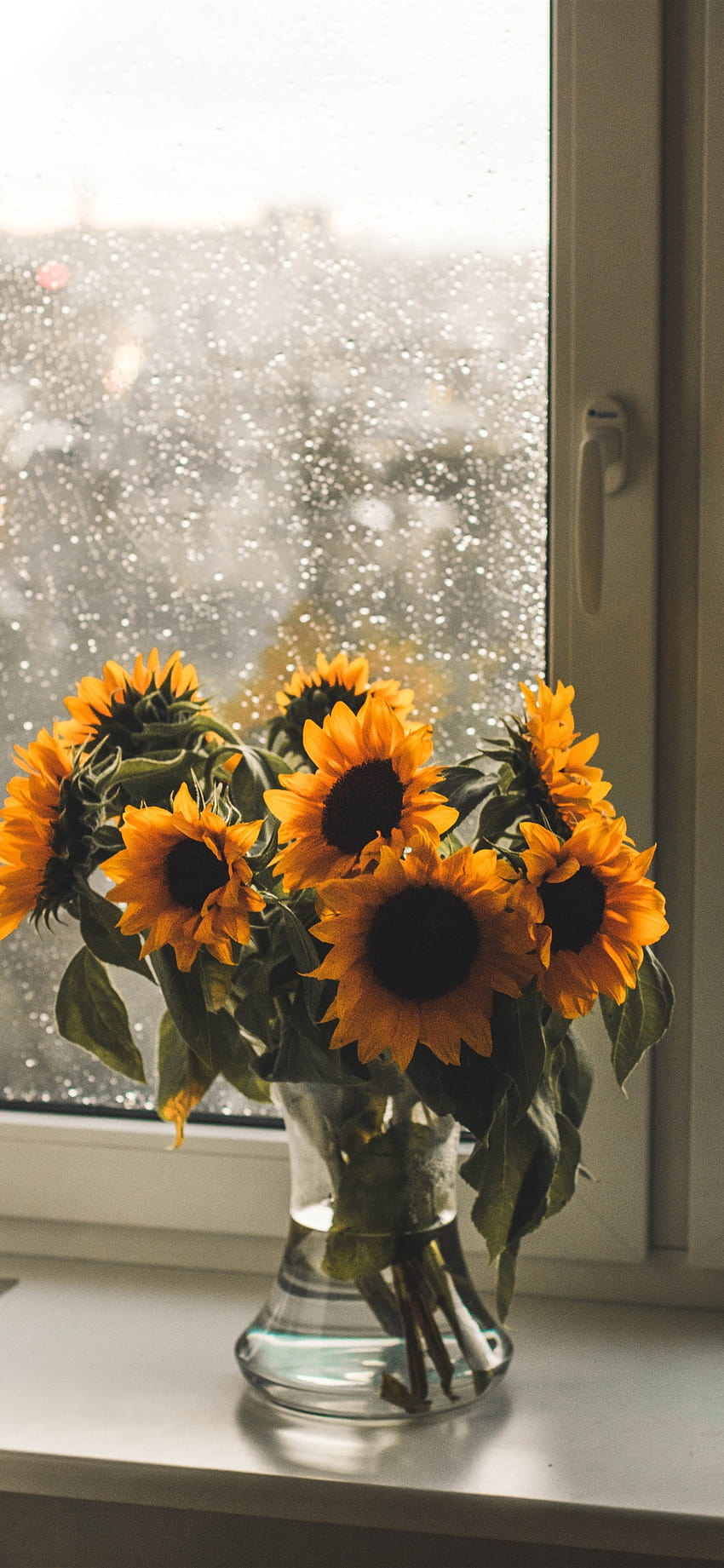 Sonnenblume iPhone, Blume, Pflanze, Blatt, Sonnenblume, Gelb, Botanik, blühende Pflanze, Sonnenblume, Garten, Sonnenhut, Blume Sonnenblume iPhone HD-Handy-Hintergrundbild