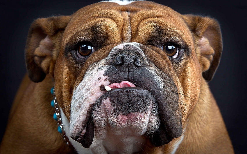 Bulldogs, aesthetic french bulldog HD wallpaper