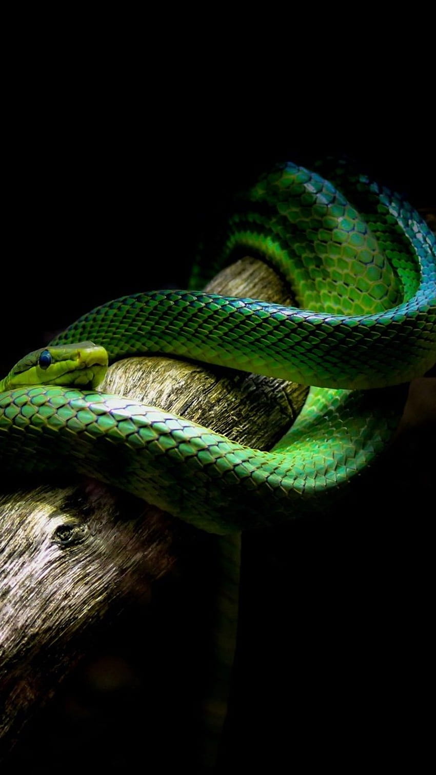 Зелена змия, черни фонове 750x1334 iPhone 8/7/6/6S, iphone 6 змия HD тапет за телефон