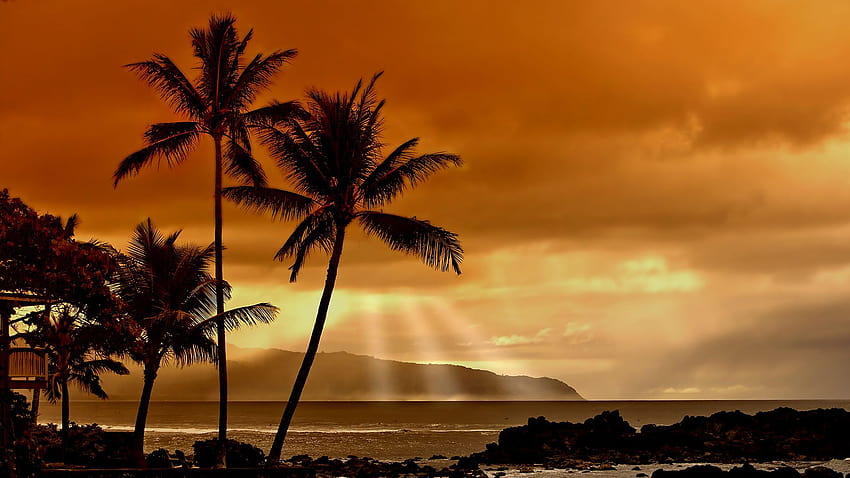 Palm Trees and Sunrays Shining Through Clouds, sun rays shining through tree HD wallpaper