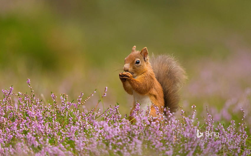 Red squirrel in heather, Scotland HD wallpaper