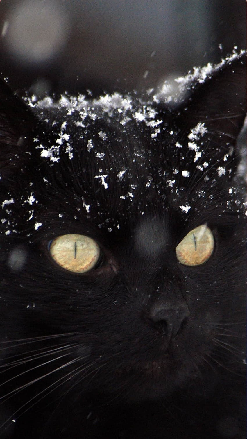 Черна котка за iPhone, естетика на котешки телефон HD тапет за телефон