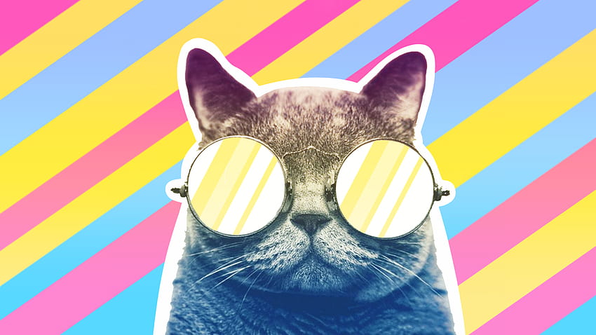 Closed Pansexual Cats Hd Wallpaper Pxfuel 9455