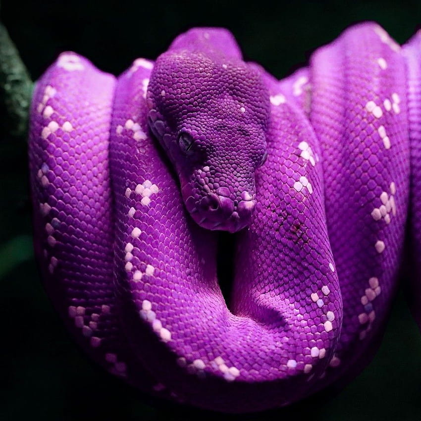 purple snakes HD phone wallpaper