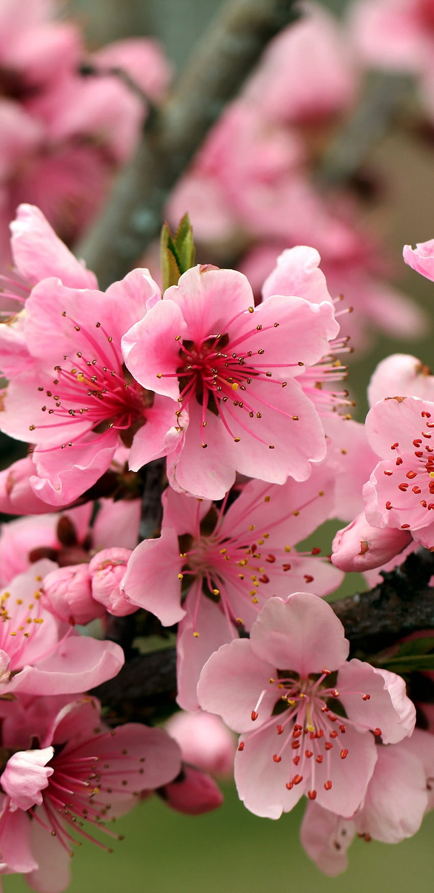 사과 나무 밝은 봄 핑크 꽃, 밝은 봄 풍경 HD 전화 배경 화면