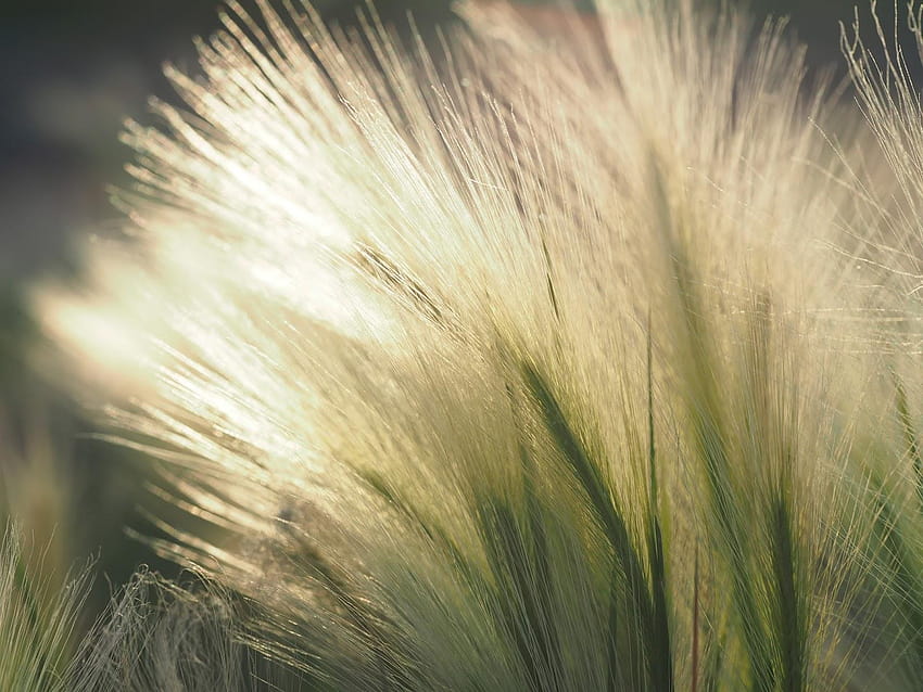 Cosa sta crescendo in Colorado: l'erba del campo, erba ornamentale dell'orzo di coda di volpe Sfondo HD