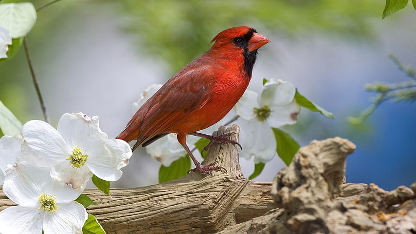 Cardinal, Bird, Red, Plumage, Branch, Spring, Flowers, red and white spring HD wallpaper