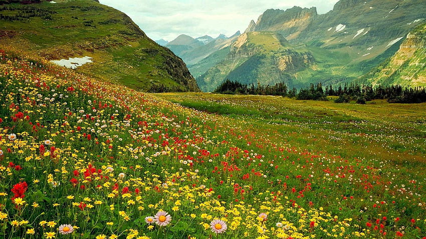 Fleurs sauvages alpines : Écran large, fleurs sauvages dans le pré Fond d'écran HD