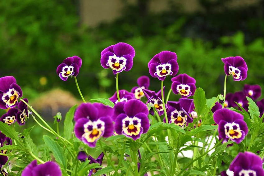 Wild pansy HD Wallpaper - Wallpapers.net