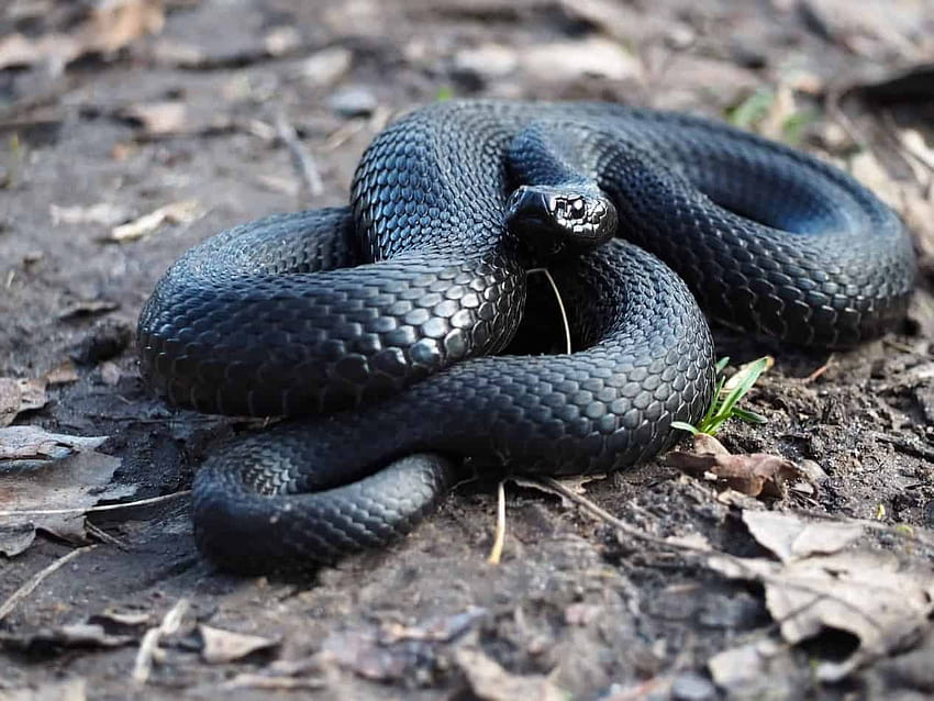 Popular Snake Breeds That Are Black – Embora Pets, black racer HD wallpaper