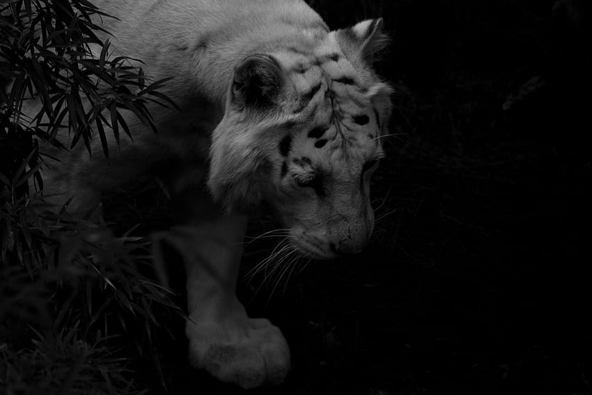 tigre, tigre blanco, depredador, sombra, oscuro, harimau amoled fondo de pantalla
