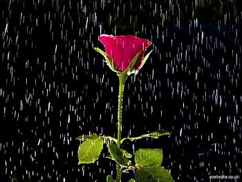 The question is not what you look at, but what you see…#rainyday #rain... |  TikTok