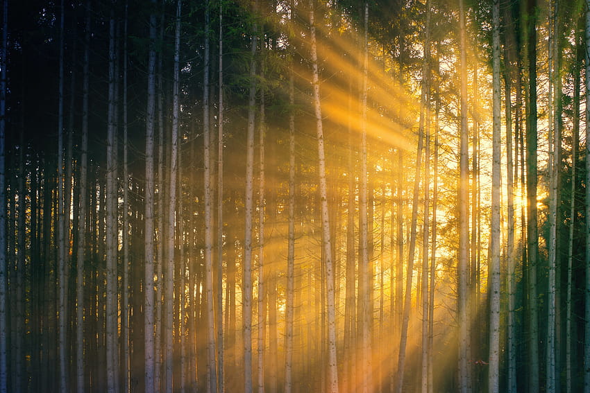 Sun rays shining through trees in forest during sundown · Stock, trees sunrays forest HD wallpaper