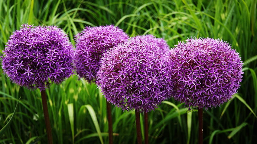 Decorative onion Allium Gladiator Violet Flowers 1920x1080, allium flowers HD wallpaper